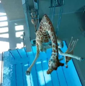 Die turmspringende Giraffe aus »5 m 80«