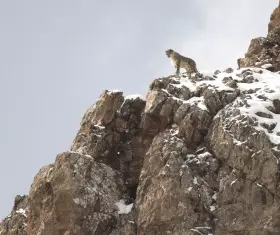 Filmszene »Der Schneeleopard«