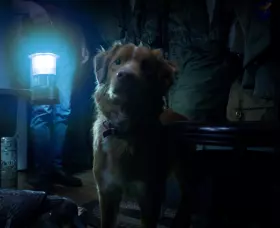 Good Boy